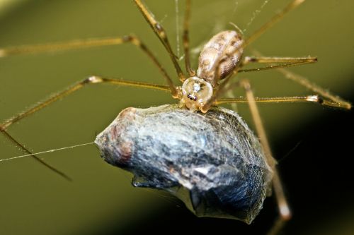 spider fly eat