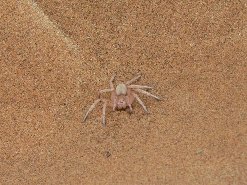 spider sand white spider