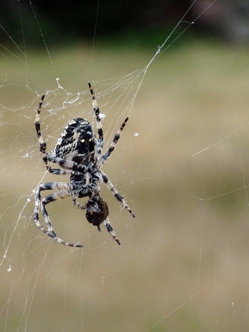 spider insect cobweb