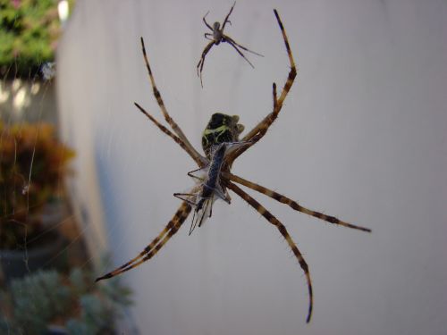 spider arachnid web