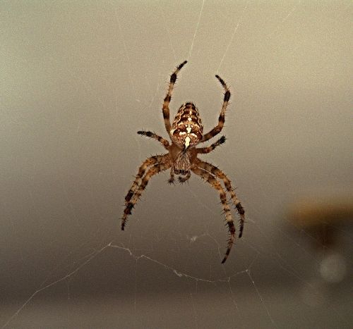 spider web crusader