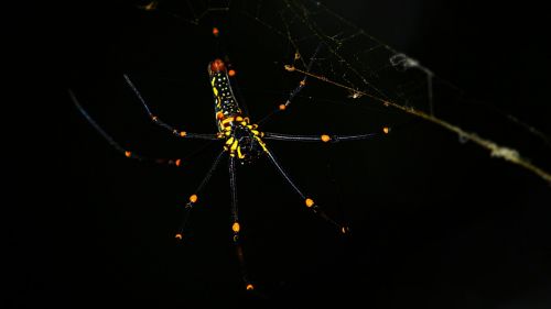 spider black yellow
