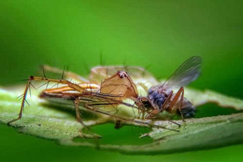 spider hunter prey