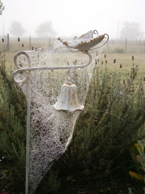 spider web spider web