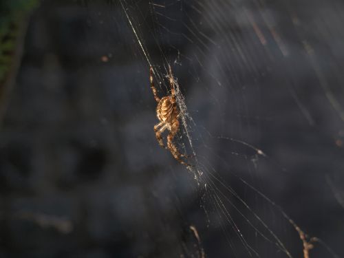 spider arachnophobia creepy