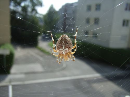 spider cobweb animal