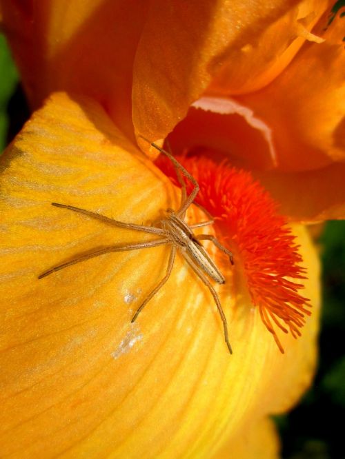spider flower yellow