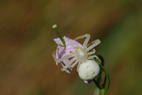 spider white animal