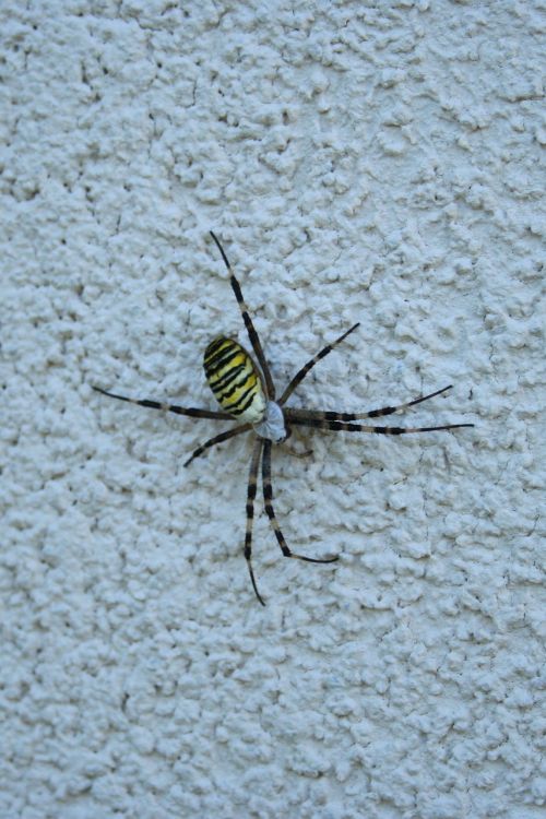 spider wasp spider