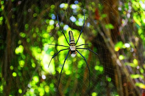 spider web spider web