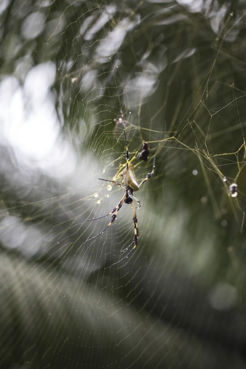 spider net tropical