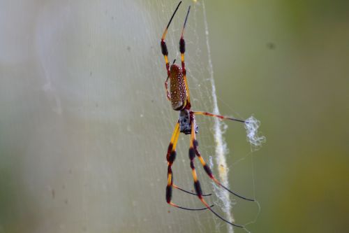 spider web florida