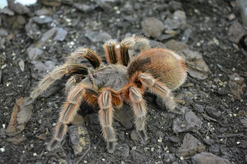 spider tarantula hairy