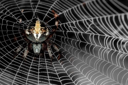 spider network cobweb