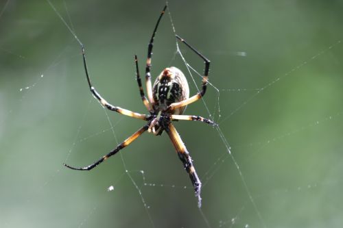 spider woods nature