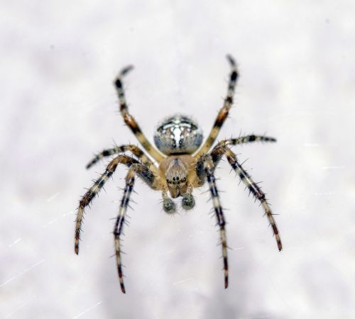 spider macro closeup