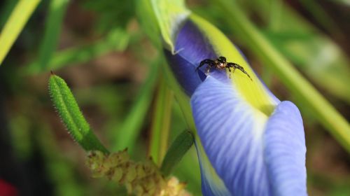 spider flower iris