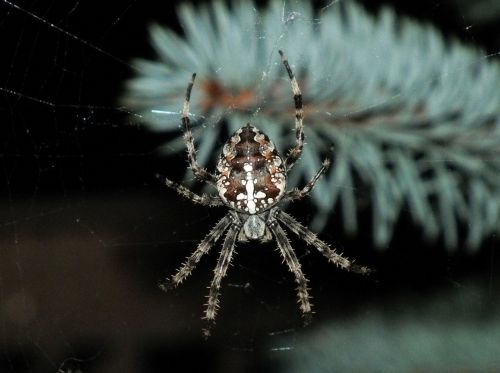 spider araneus nature