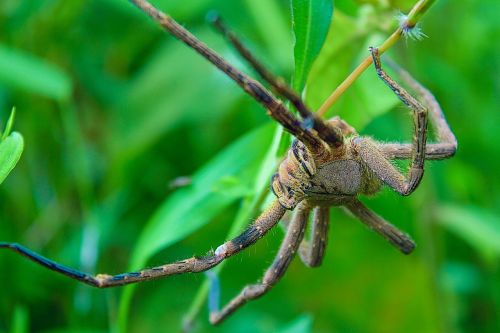 spider tarantula phobia