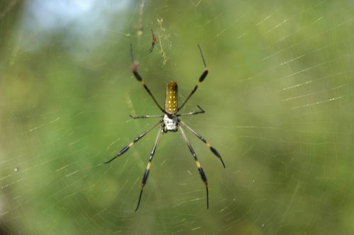 spider nature spiderweb