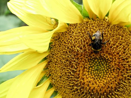 spider hummel sun flower