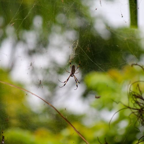 spider jamaica web