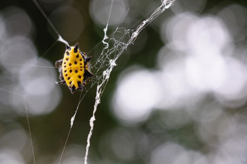 spider yellow macro