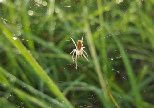spider field orbweaver web