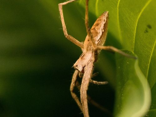 spider garden nature