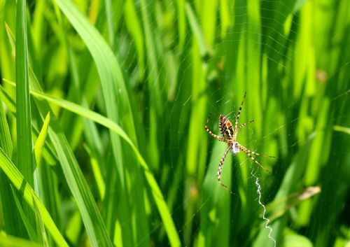 spider natural green