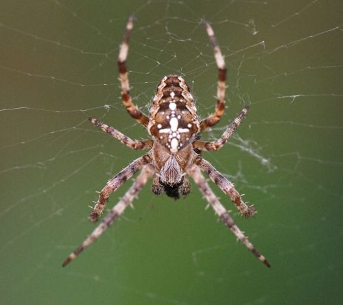 spider web macro