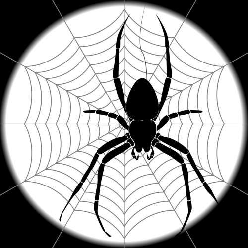 spider web spider web