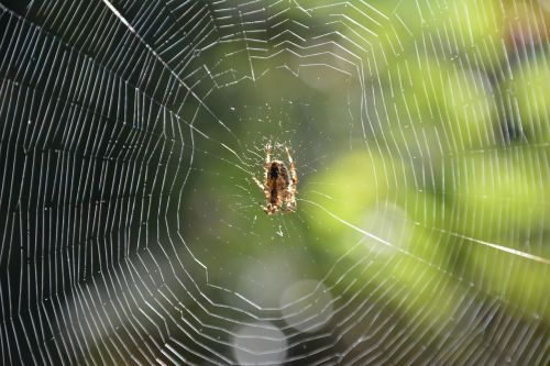spider spider in the web cobweb