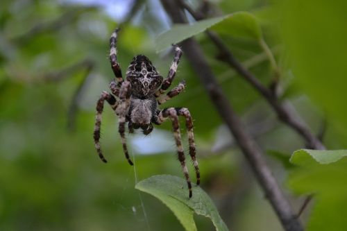 spider cobweb black widow