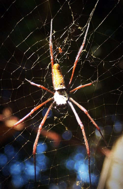 spider arthropod closeup