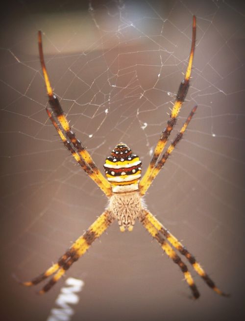 spider arthropod closeup