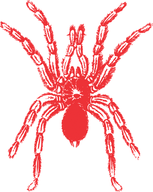 spider vector red