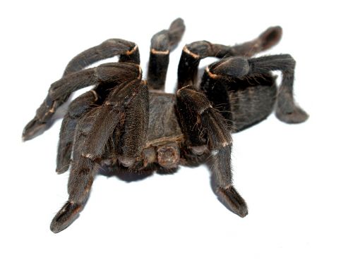 spider tarantula arthropod