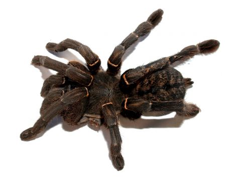 spider tarantula arthropod