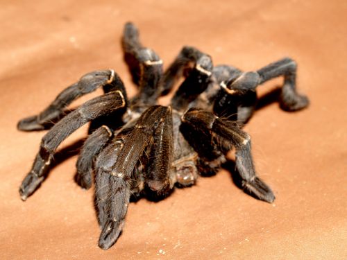 spider tarantula arthropod