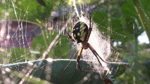 spider dew web