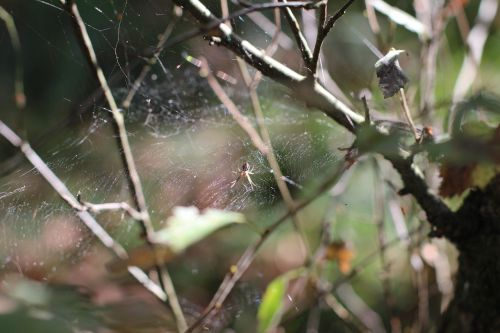 spider cobweb close