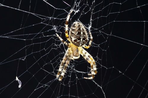 spider cobweb close