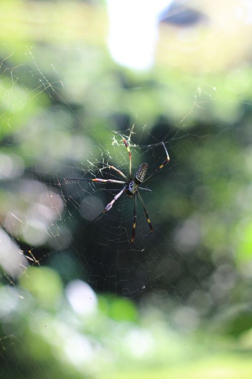 spider nature web
