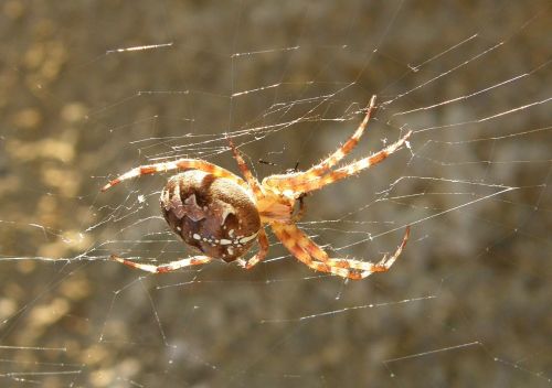 spider cobweb close