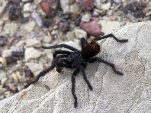 spider tarantula large