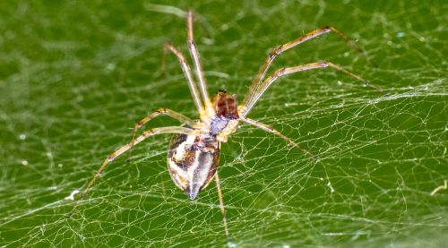 spider insect arachnid