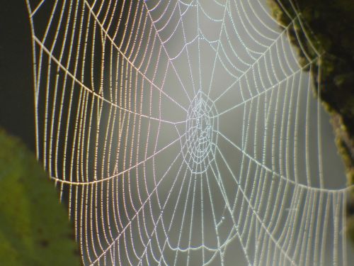 spider canvas nature