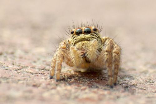 spider macro bug