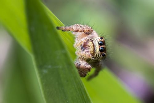 spider macro bug